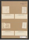 Cystopleura musculus (Kuetz.) Kunze (de-Toni-Nr.: Genus 103, Species 3128) Zeichnungen Sammlung Grunow Nr. 6406 (NHMW-BOT-W0375080)